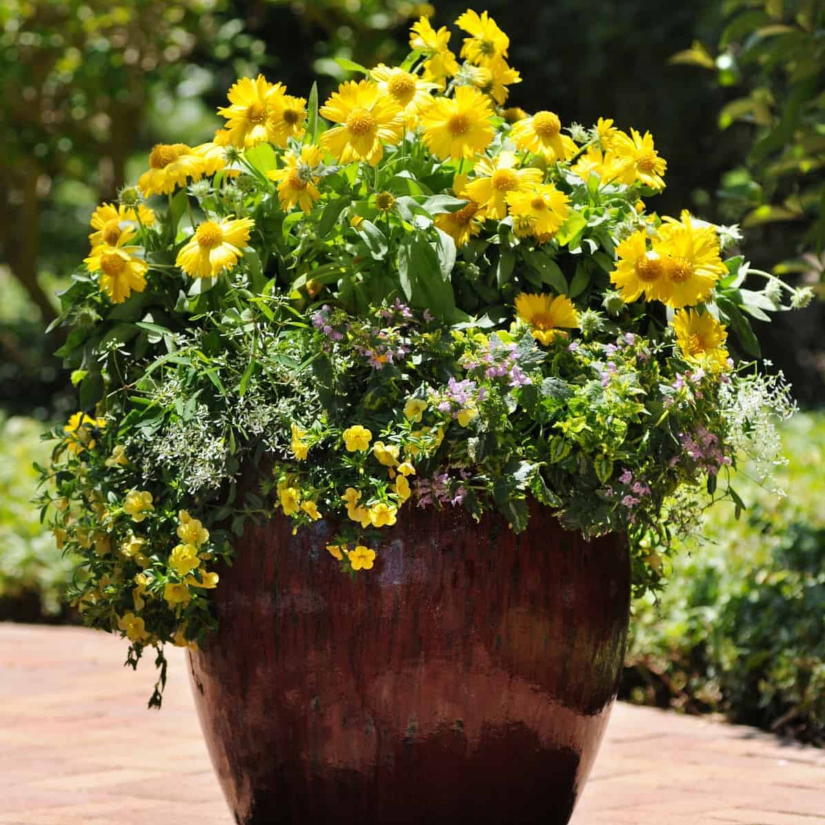 Mesa Yellow Gaillardia Seeds - Blanket Flower, Vibrant Red, 20 seeds