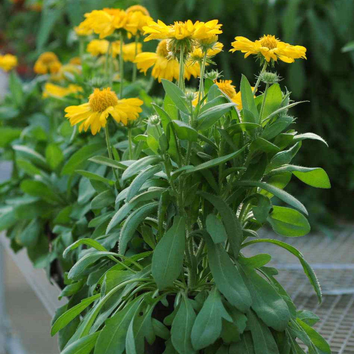 Mesa Yellow Gaillardia Seeds - Blanket Flower, Vibrant Red, 20 seeds