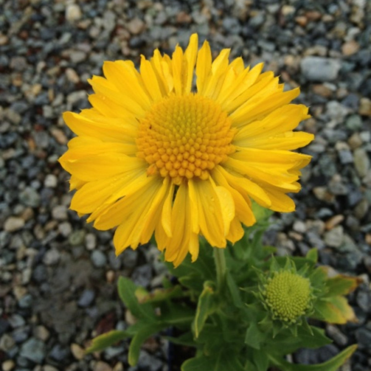 Mesa Yellow Gaillardia Seeds - Blanket Flower, Vibrant Red, 20 seeds