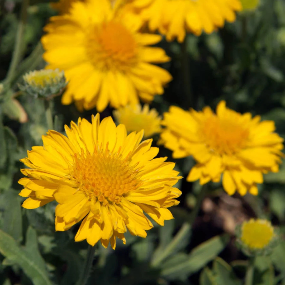 Mesa Yellow Gaillardia Seeds - Blanket Flower, Vibrant Red, 20 seeds