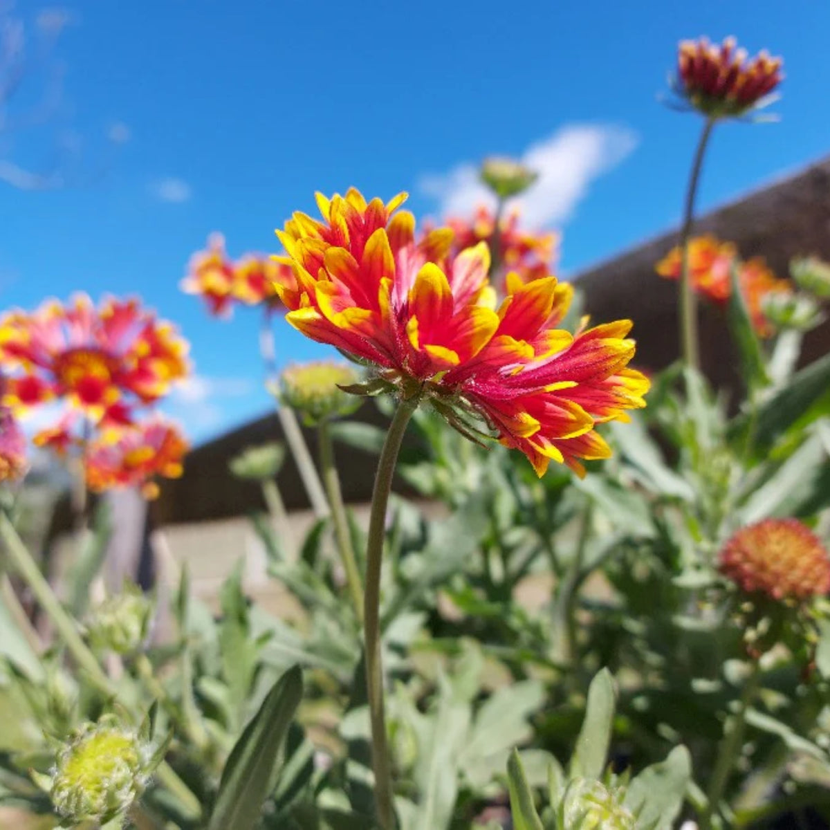 Gaillardia Pulchella Lorenziana Seeds - Blanket Flower, 20 seeds