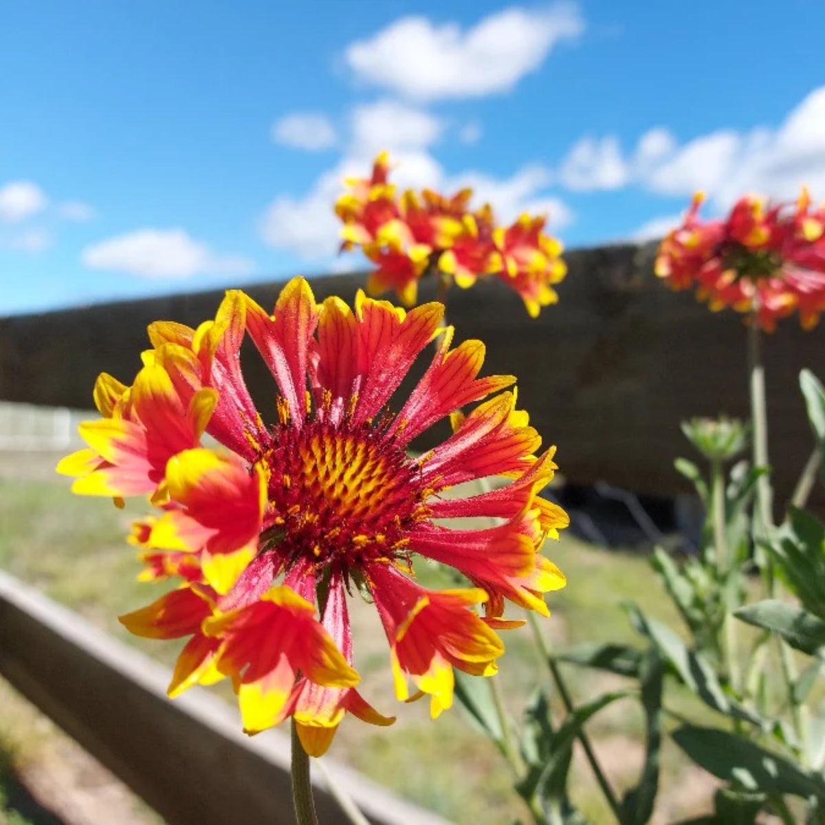 Gaillardia Pulchella Lorenziana Seeds - Blanket Flower, 20 seeds
