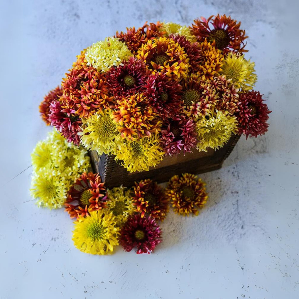 Gaillardia Pulchella Lorenziana Seeds - Blanket Flower, 20 seeds