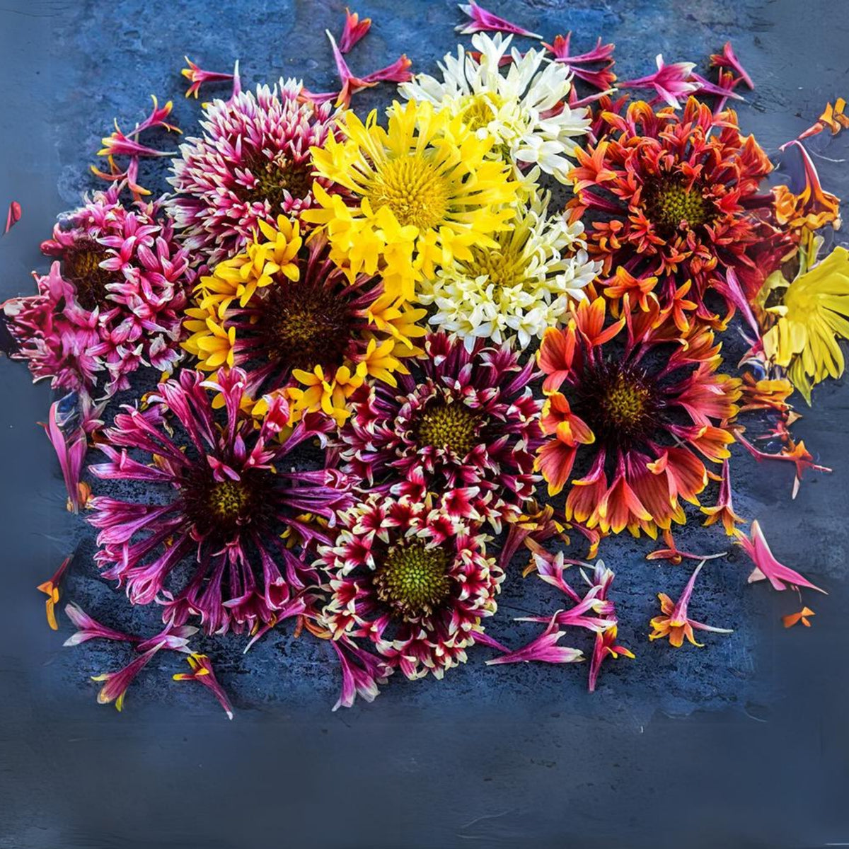 Pulchella Lorenziana Gaillardia Seeds - Blanket Flower Seeds, 20 seeds