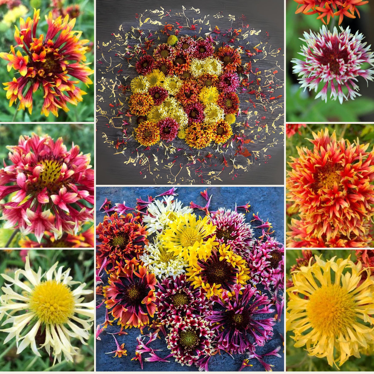 Pulchella Lorenziana Gaillardia Seeds - Blanket Flower Seeds, 20 seeds
