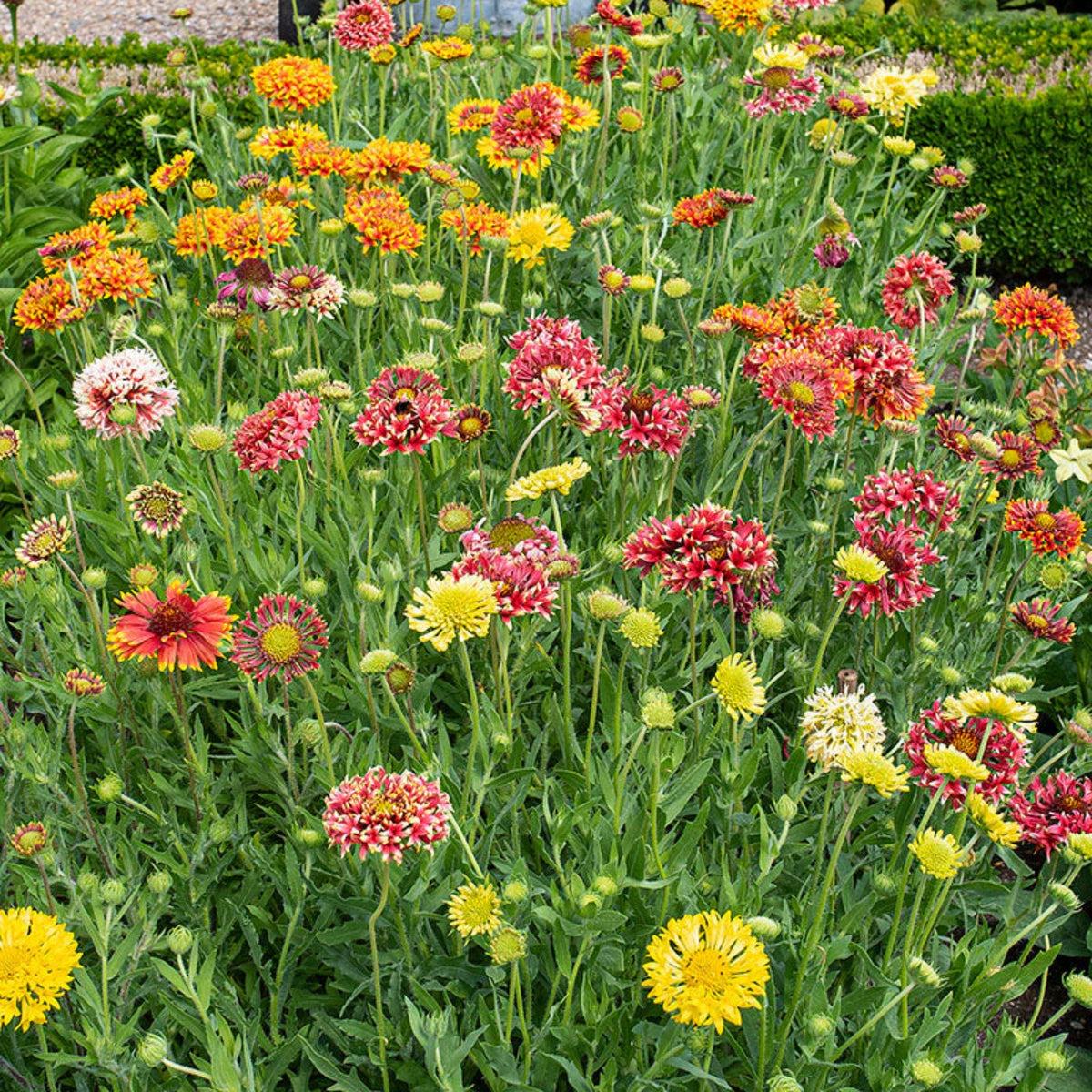 Gaillardia Pulchella Lorenziana Seeds - Blanket Flower, 20 seeds