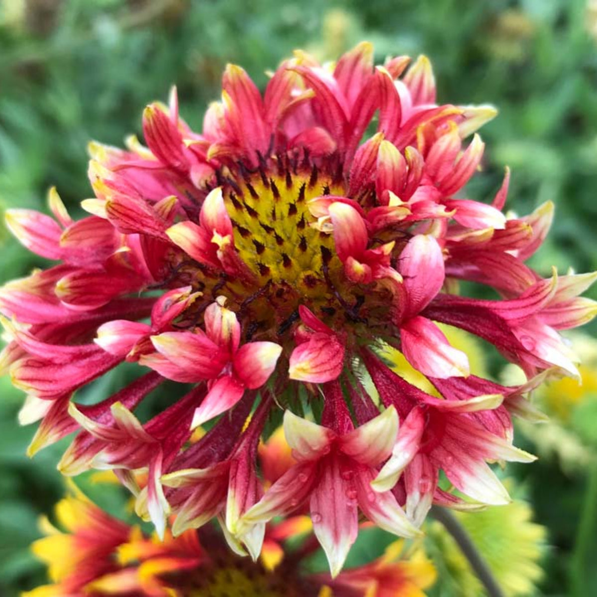 Pulchella Lorenziana Gaillardia Seeds - Blanket Flower Seeds, 20 seeds