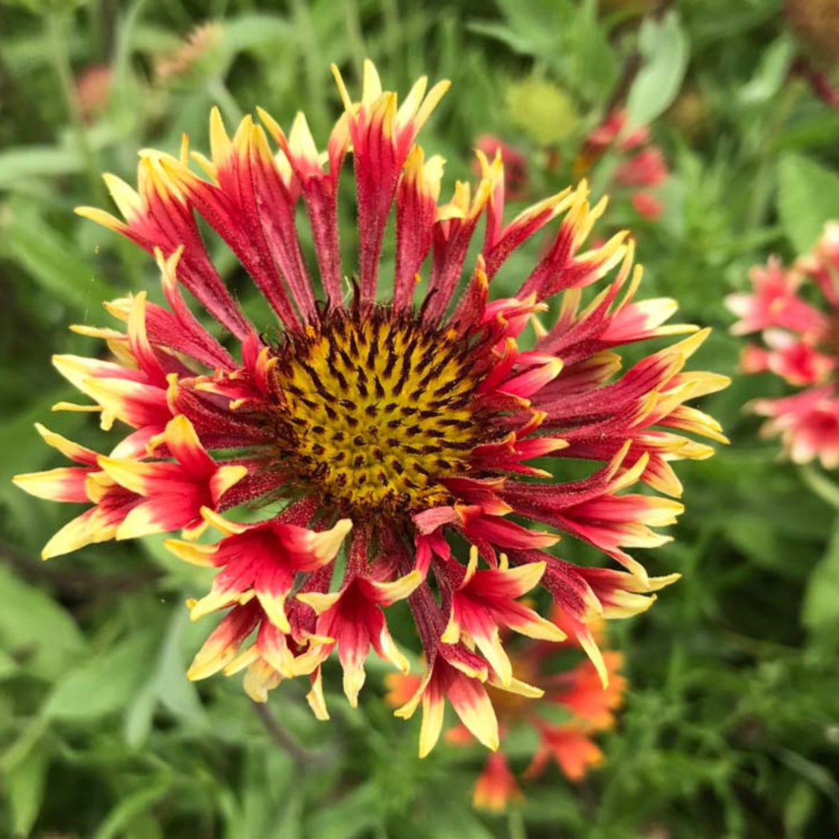 Pulchella Lorenziana Gaillardia Seeds - Blanket Flower Seeds, 20 seeds