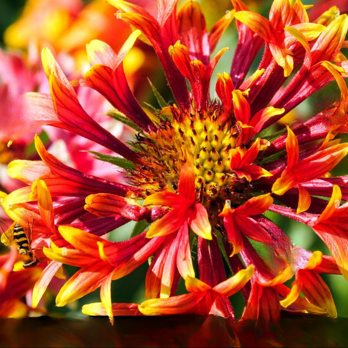 Pulchella Lorenziana Gaillardia Seeds - Blanket Flower Seeds, 20 seeds