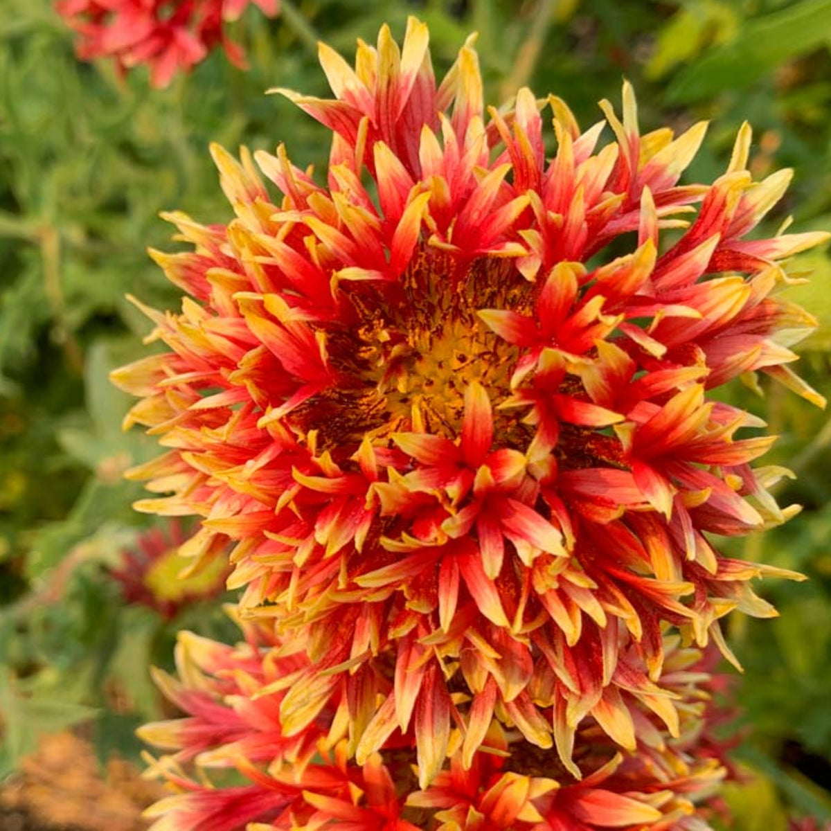 Pulchella Lorenziana Gaillardia Seeds - Blanket Flower Seeds, 20 seeds