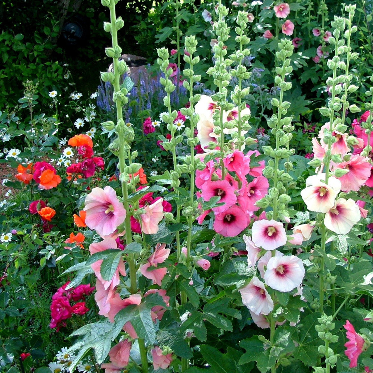 Indian Spring Common Hollyhock Seeds (Alcea Rosea), 20 seeds