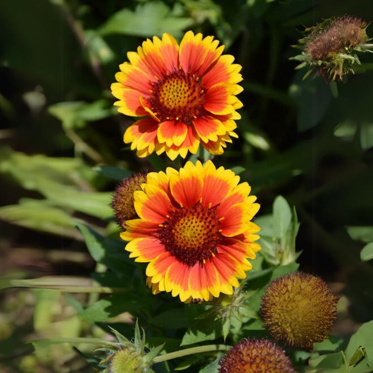 Gaillardia X Grandiflora 'Sunset Popsy' Seeds, 20 seeds