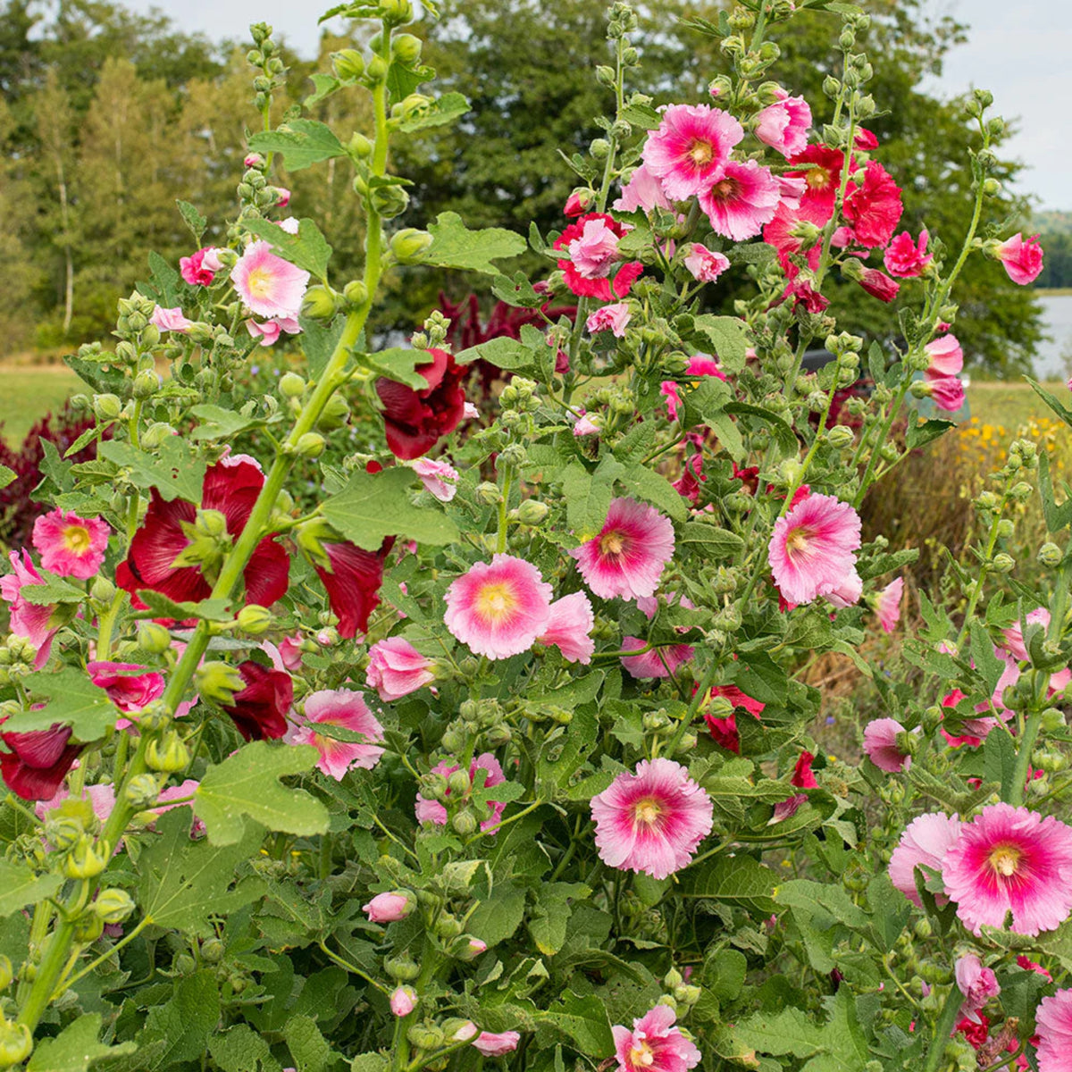 Indian Spring Common Hollyhock Seeds (Alcea Rosea), 20 seeds