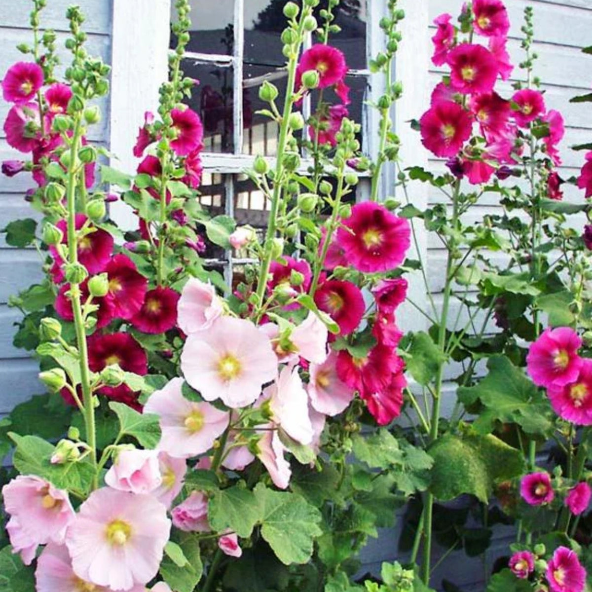Indian Spring Common Hollyhock Seeds (Alcea Rosea), 20 seeds