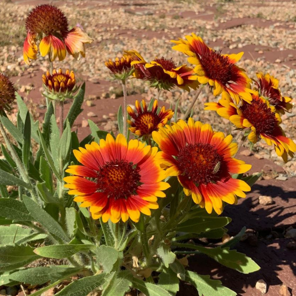Gaillardia X Grandiflora 'Sunset Popsy' Seeds, 20 seeds