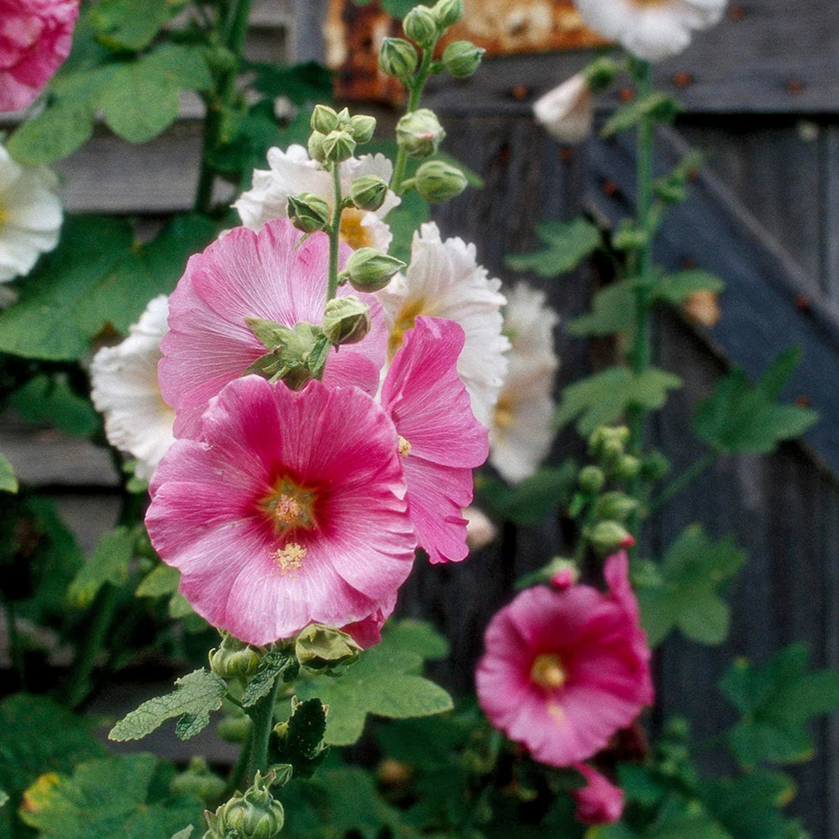 Indian Spring Common Hollyhock Seeds (Alcea Rosea), 20 seeds