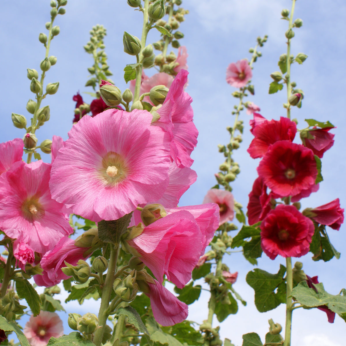 Indian Spring Common Hollyhock Seeds (Alcea Rosea), 20 seeds