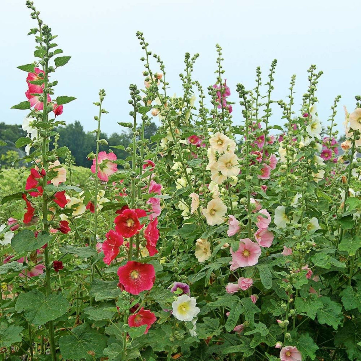 Indian Spring Common Hollyhock Seeds (Alcea Rosea), 20 seeds