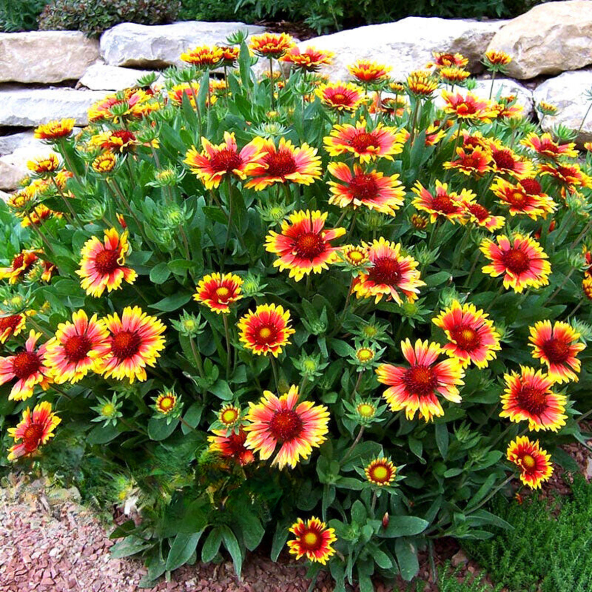 Gaillardia X Grandiflora 'Sunset Popsy' Seeds, 20 seeds