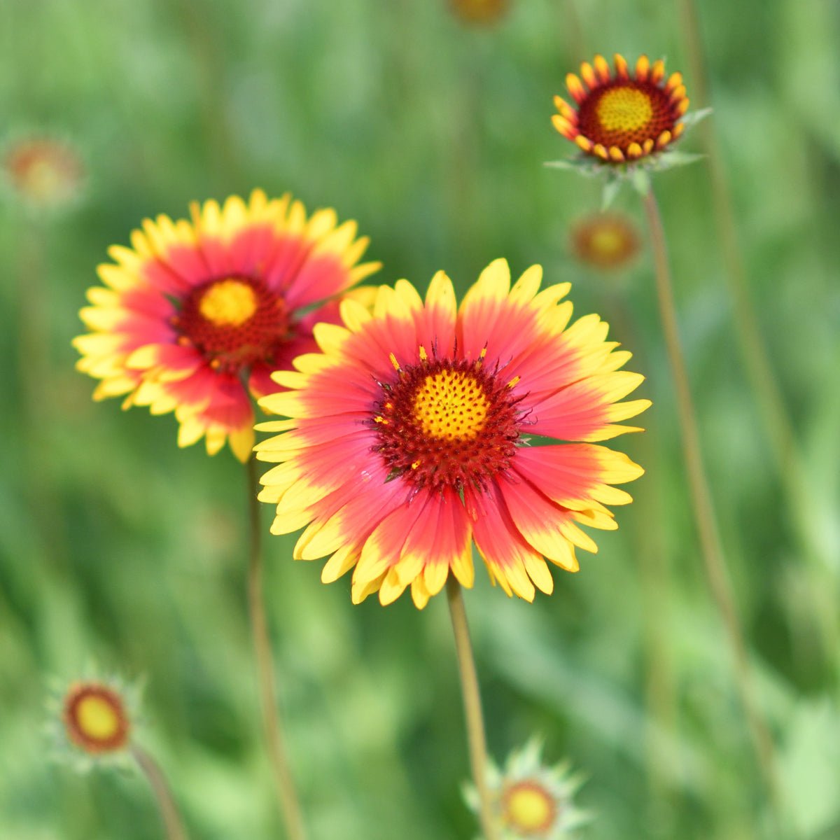 Gaillardia X Grandiflora 'Sunset Popsy' Seeds, 20 seeds