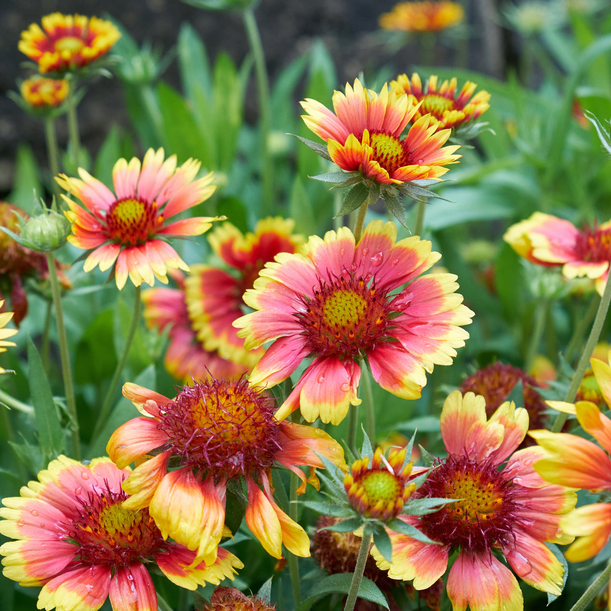 Sunset Popsy Gaillardia X Grandiflora Seeds - Blanket Flower, 20 seeds