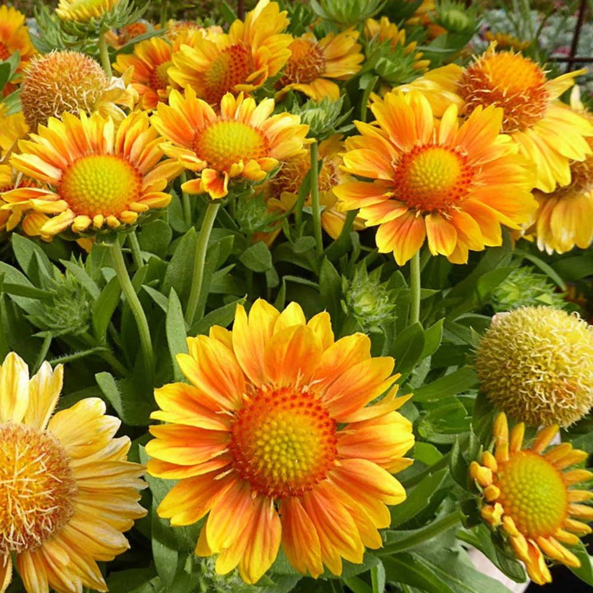 Mesa Peach Gaillardia Seeds - Blanket Flower, Vibrant Red, 20 seeds