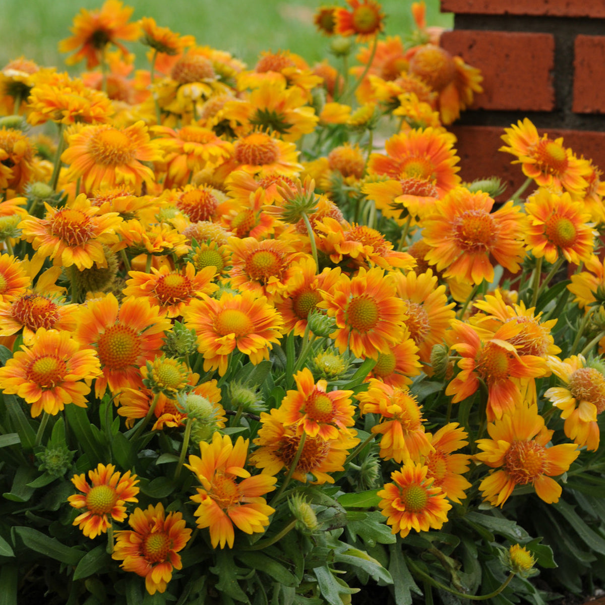 Mesa Peach Gaillardia Seeds - Blanket Flower, Vibrant Red, 20 seeds