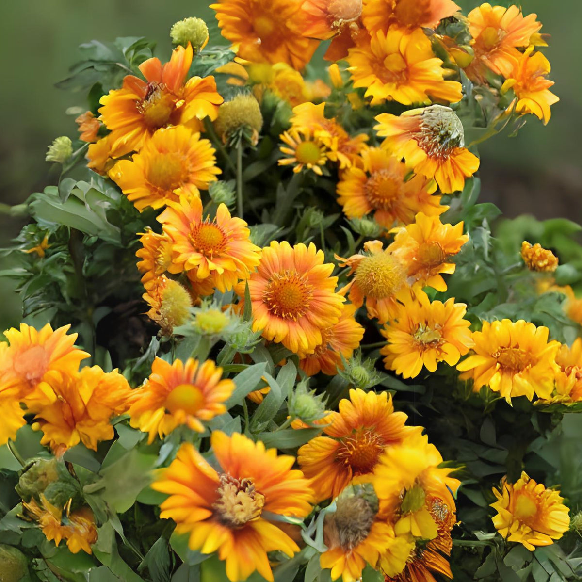 Mesa Peach Gaillardia Seeds - Blanket Flower, Vibrant Red, 20 seeds