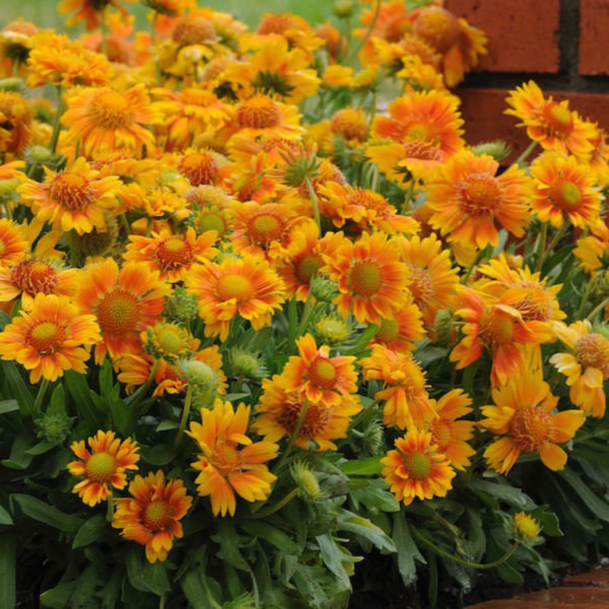 Mesa Peach Gaillardia Seeds - Blanket Flower, Vibrant Red, 20 seeds