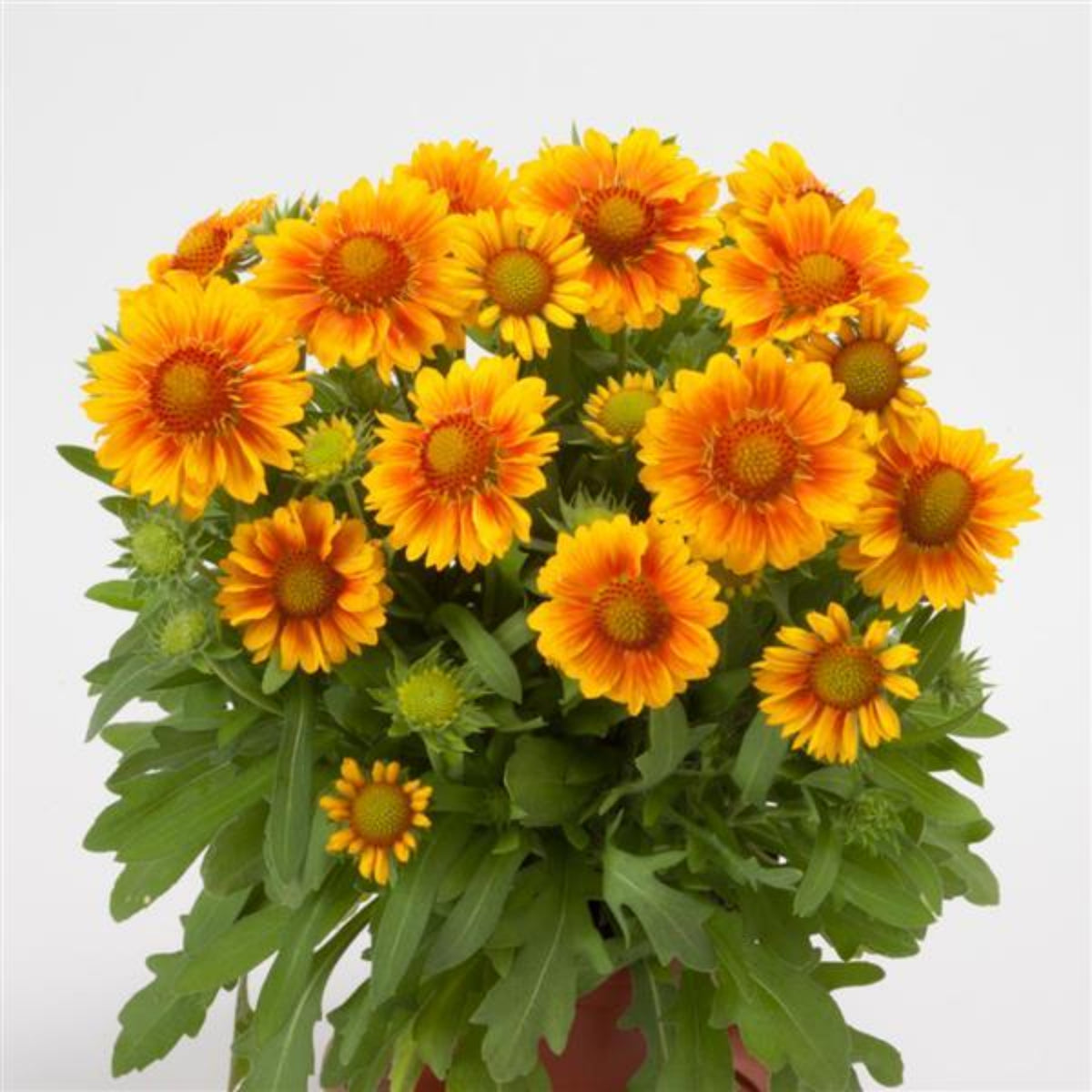 Mesa Peach Gaillardia Seeds - Blanket Flower, Vibrant Red, 20 seeds