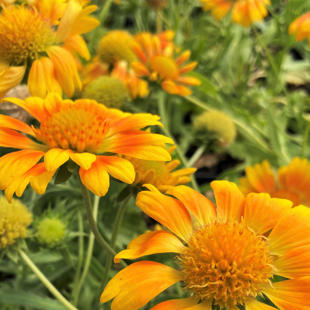 Mesa Peach Gaillardia Seeds - Blanket Flower, Vibrant Red, 20 seeds