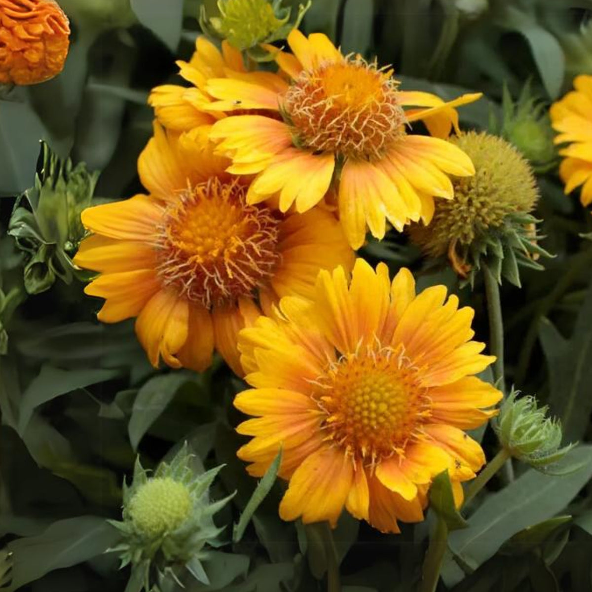 Mesa Peach Gaillardia Seeds - Blanket Flower, Vibrant Red, 20 seeds