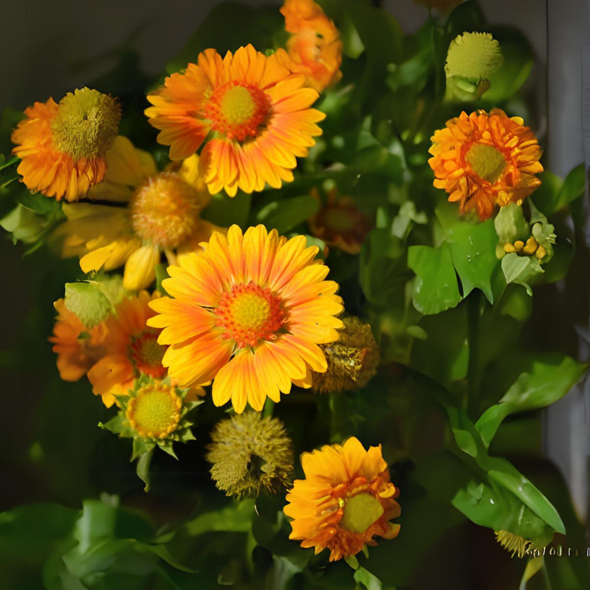 Mesa Peach Gaillardia Seeds - Blanket Flower, Vibrant Red, 20 seeds