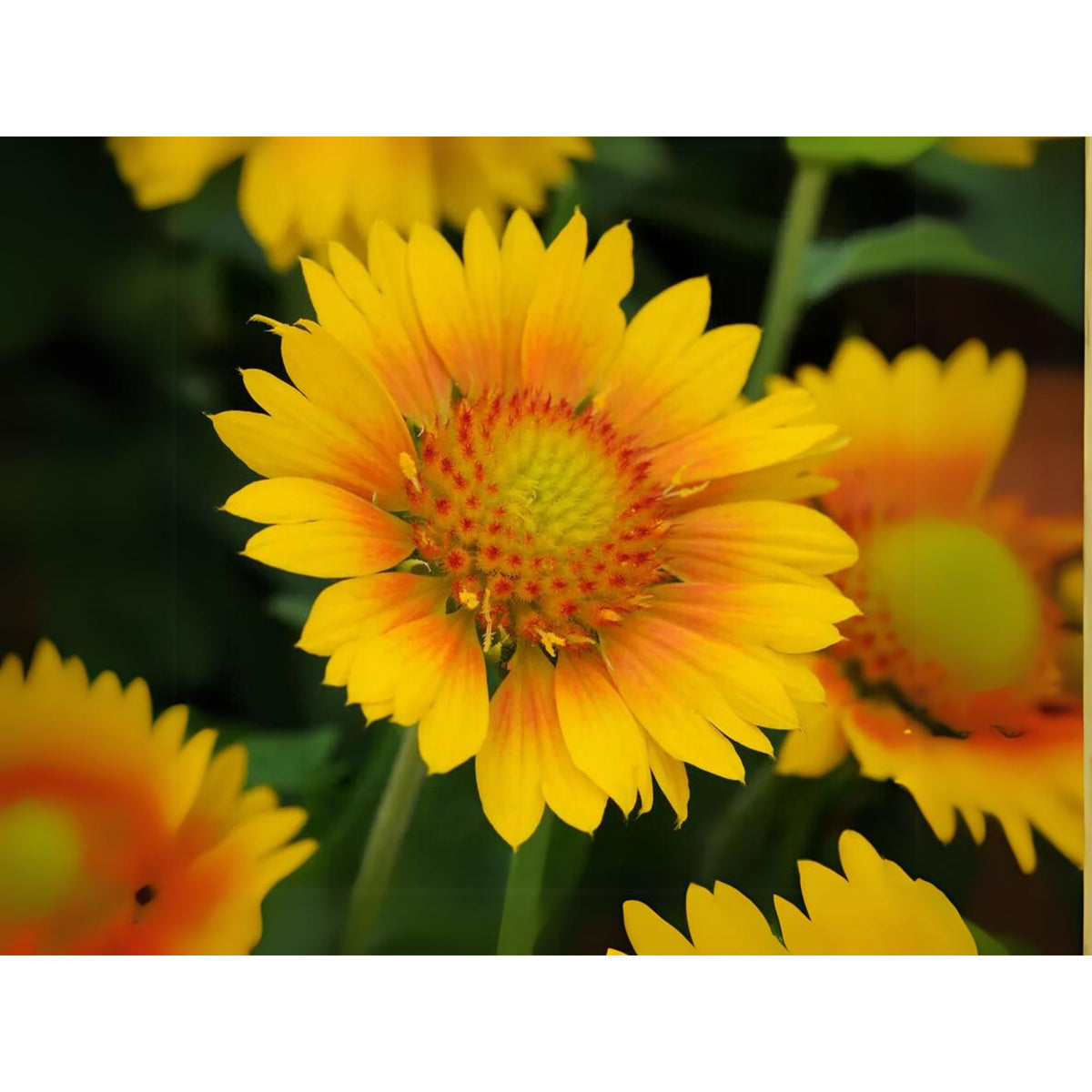 Mesa Peach Gaillardia Seeds - Blanket Flower, Vibrant Red, 20 seeds
