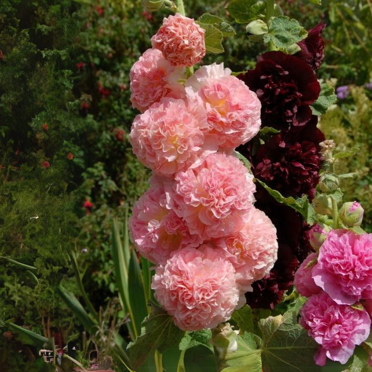 Powderpuffs Double Mix Hollyhock Seeds - Alcea Rosea Seeds, 20 seeds