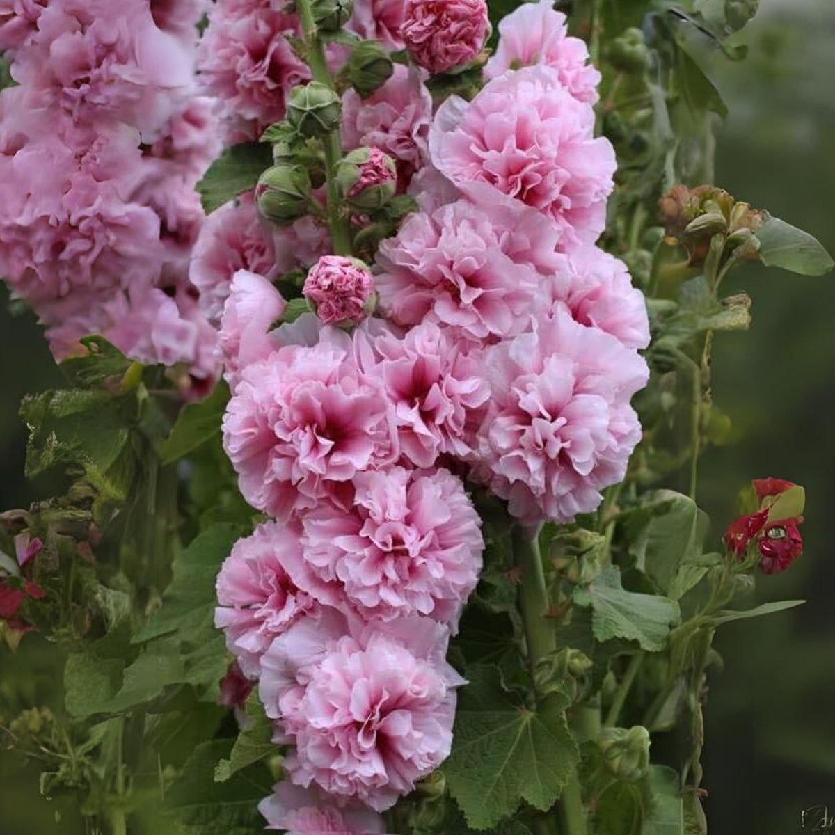 Powderpuffs Double Mix Hollyhock Seeds - Alcea Rosea Seeds, 20 seeds