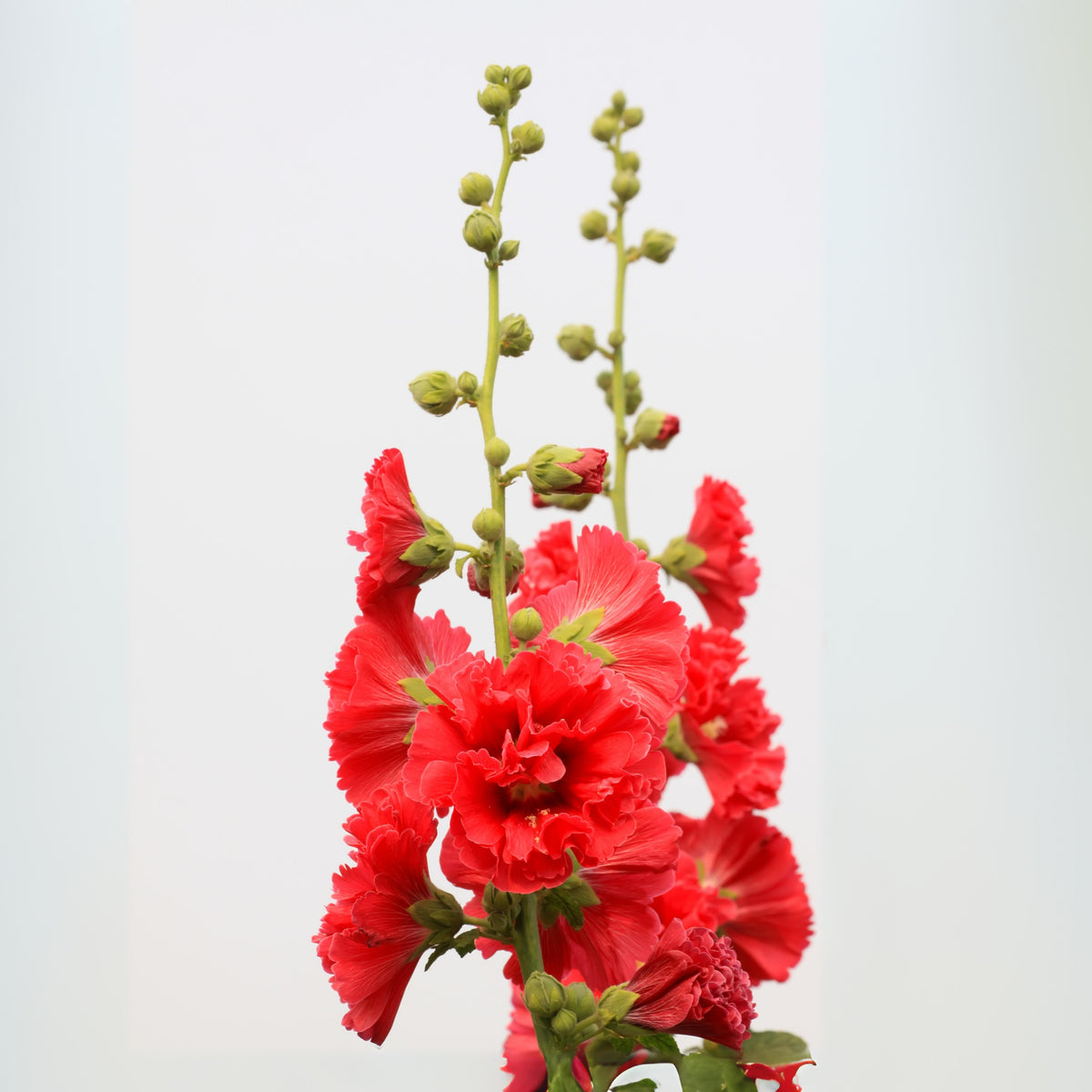 Hollyhock Seeds - Powderpuffs Double Mix, Alcea Rosea Seeds, 20 seeds