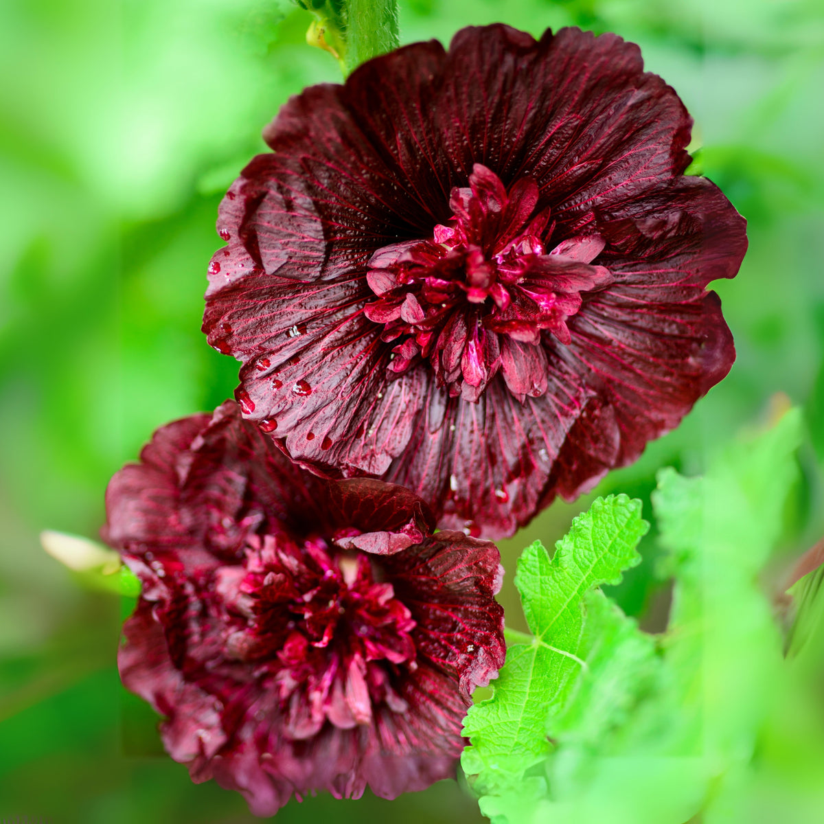 Hollyhock Seeds - Powderpuffs Double Mix, Alcea Rosea Seeds, 20 seeds