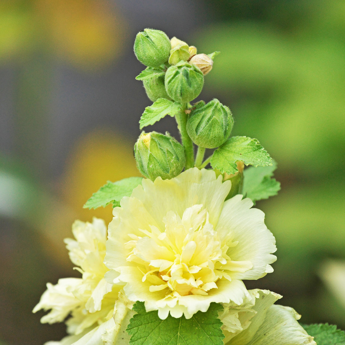Hollyhock Seeds - Powderpuffs Double Mix, Alcea Rosea Seeds, 20 seeds