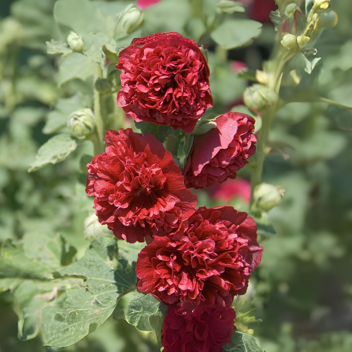 Hollyhock Seeds - Powderpuffs Double Mix, Alcea Rosea Seeds, 20 seeds