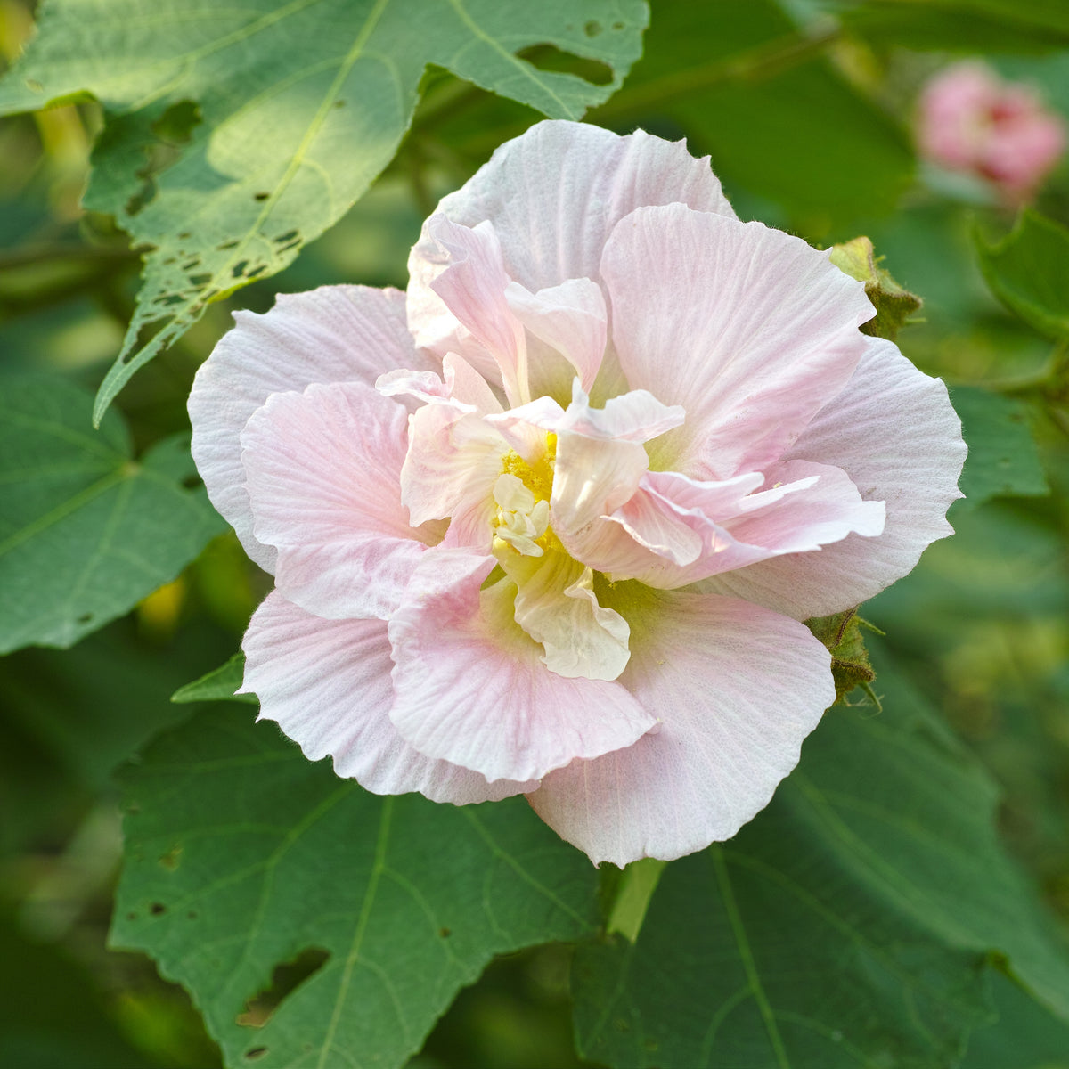 Hollyhock Seeds - Powderpuffs Double Mix, Alcea Rosea Seeds, 20 seeds