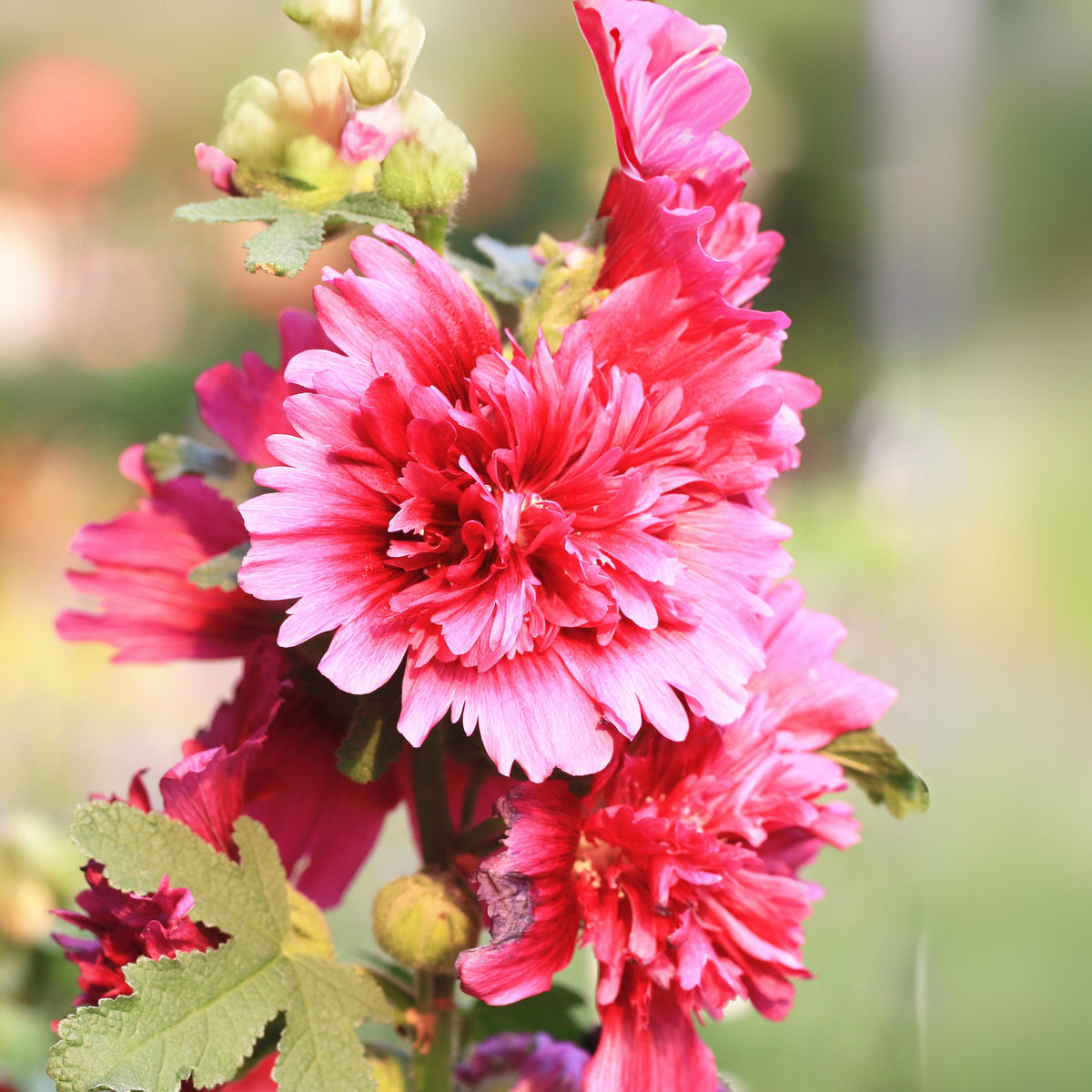 Hollyhock Seeds - Powderpuffs Double Mix, Alcea Rosea Seeds, 20 seeds