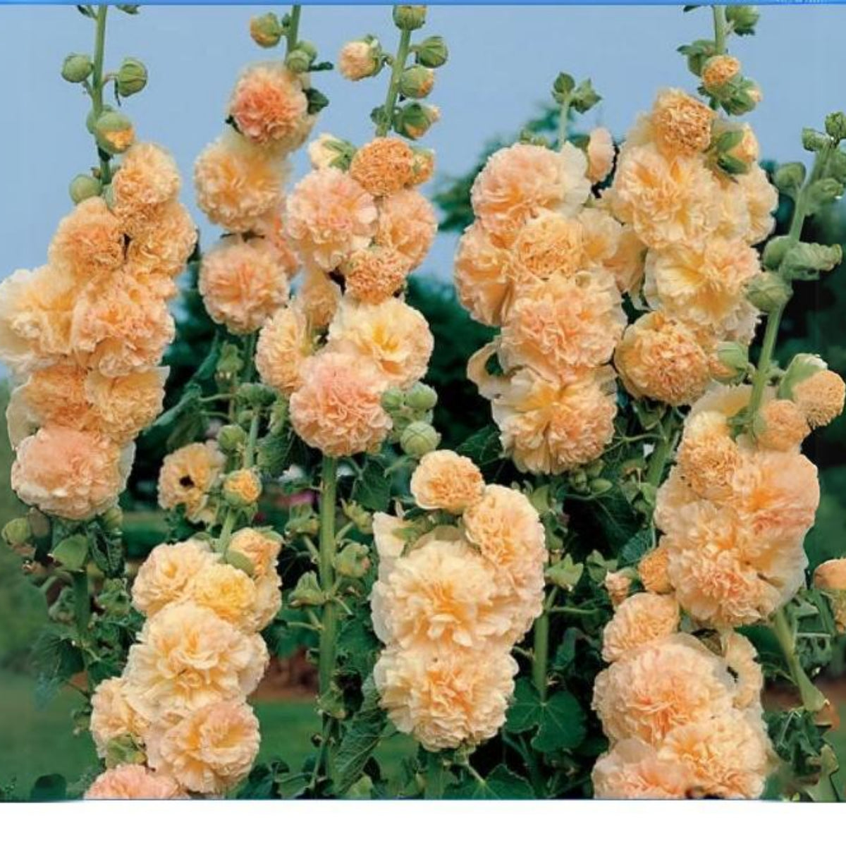 Powderpuffs Double Mix Hollyhock Seeds - Alcea Rosea Seeds, 20 seeds