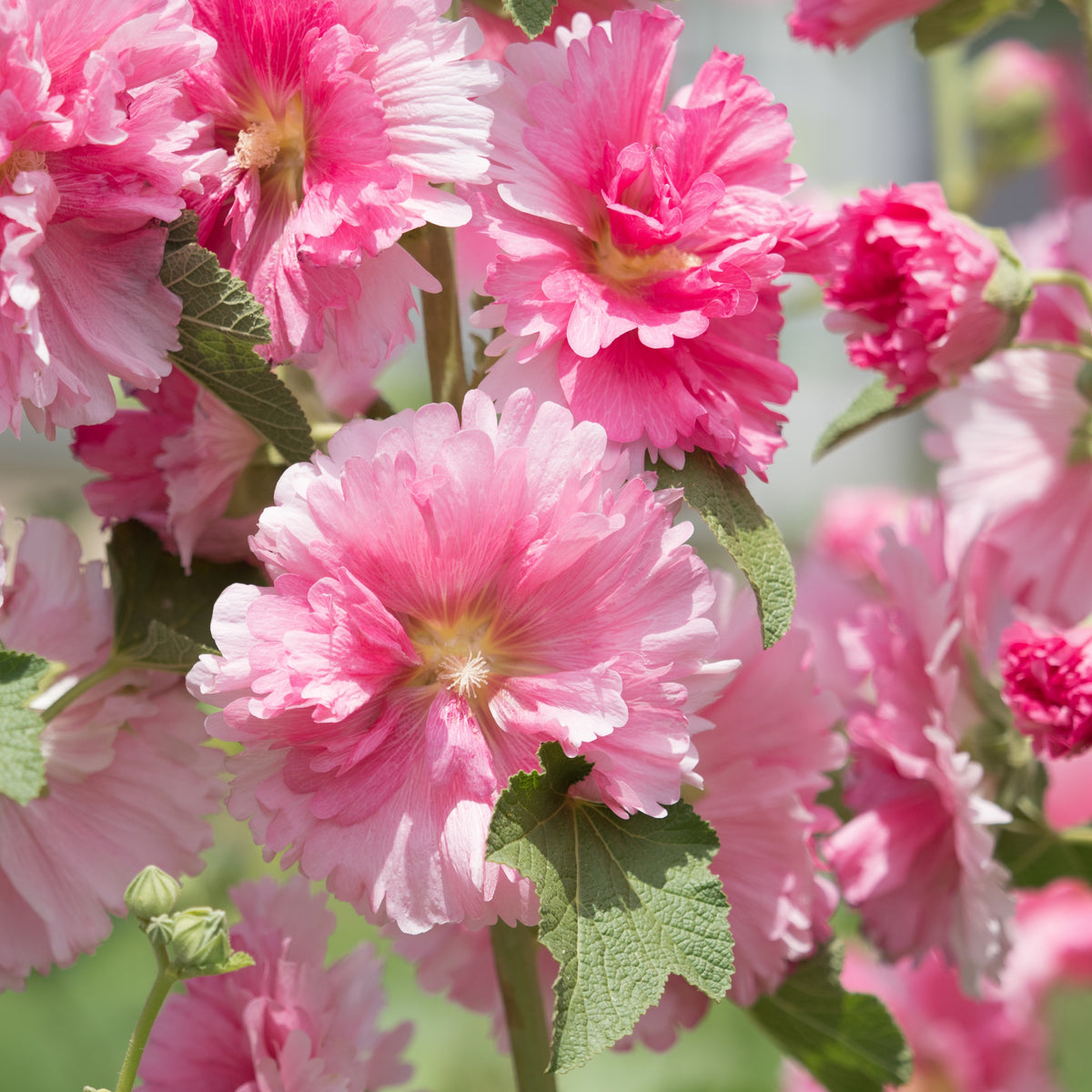 Hollyhock Seeds - Powderpuffs Double Mix, Alcea Rosea Seeds, 20 seeds