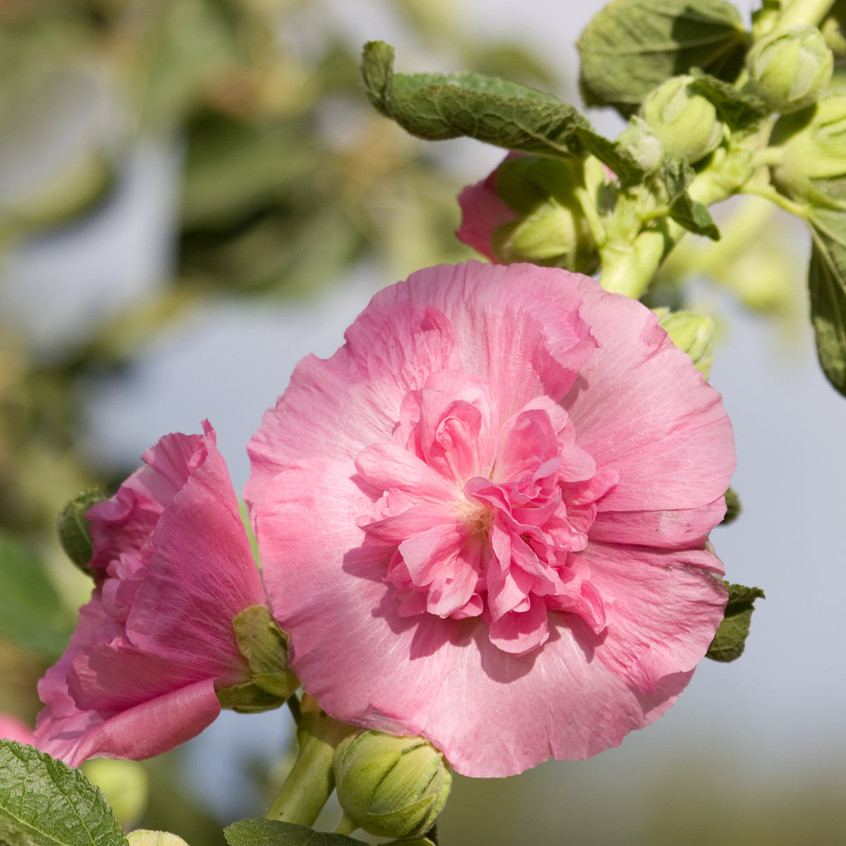 Hollyhock Seeds - Powderpuffs Double Mix, Alcea Rosea Seeds, 20 seeds
