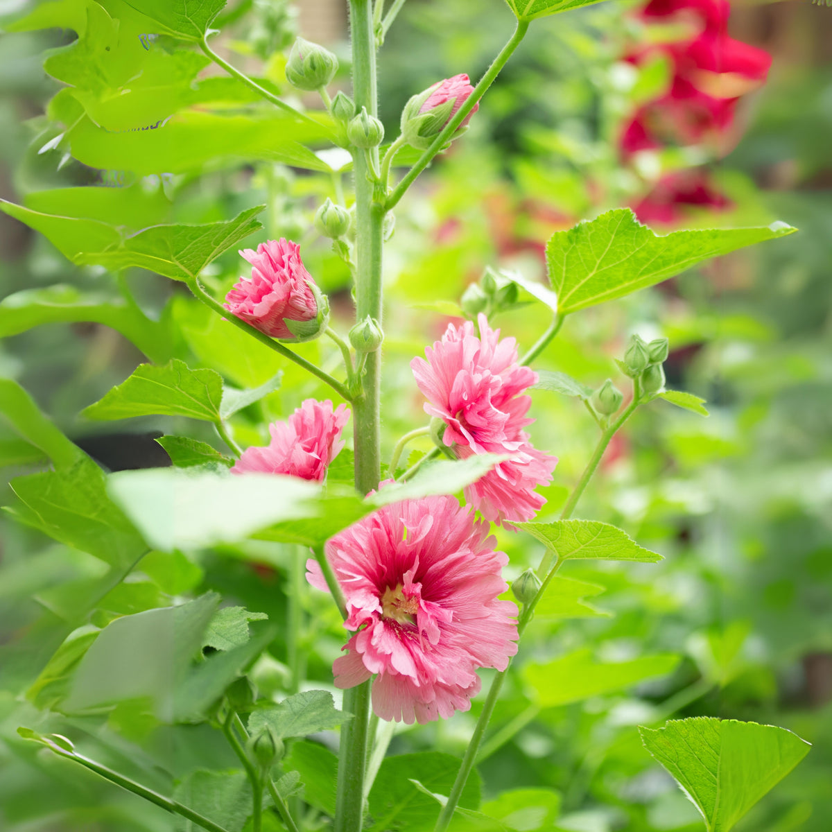 Hollyhock Seeds - Powderpuffs Double Mix, Alcea Rosea Seeds, 20 seeds