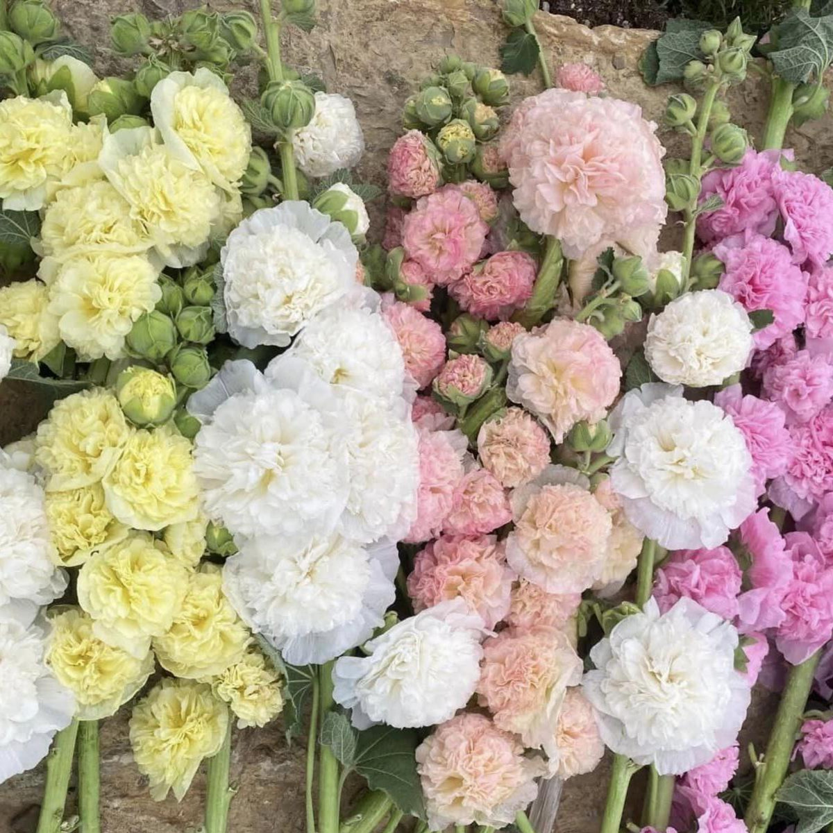 Hollyhock Seeds - Powderpuffs Double Mix, Alcea Rosea Seeds, 20 seeds