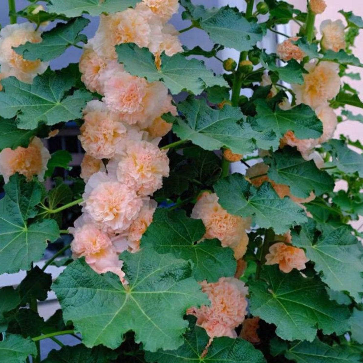 Powderpuffs Double Mix Hollyhock Seeds - Alcea Rosea Seeds, 20 seeds