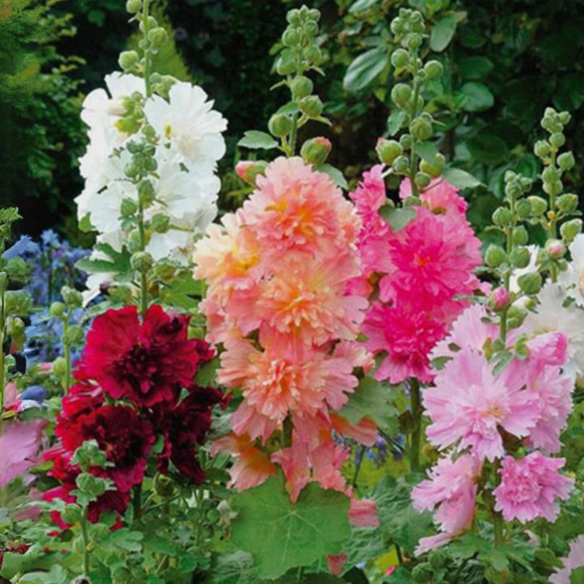 Powderpuffs Double Mix Hollyhock Seeds - Alcea Rosea Seeds, 20 seeds