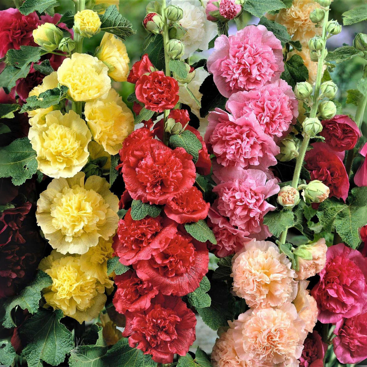 Powderpuffs Double Mix Hollyhock Seeds - Alcea Rosea Seeds, 20 seeds